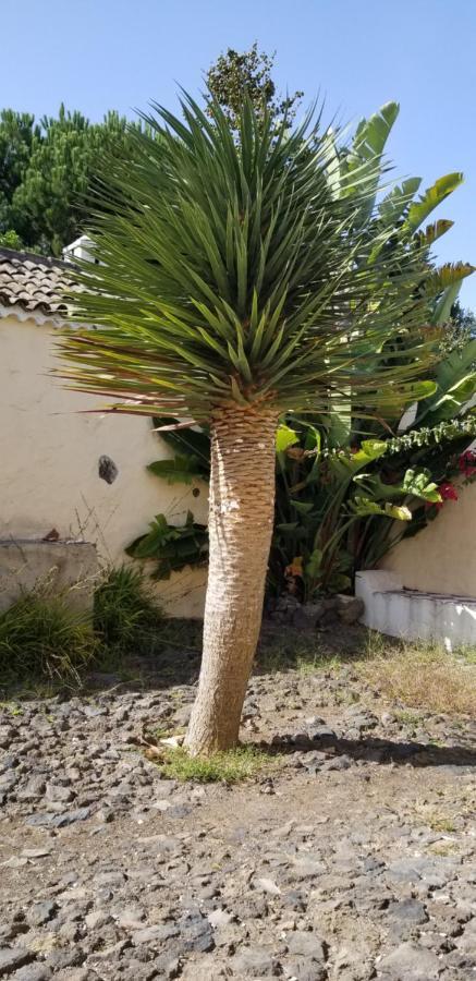 伊科德·德·洛斯·维诺斯La Casita De La Vega公寓 外观 照片
